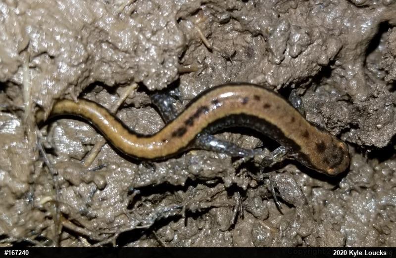 Allegheny Mountain Dusky Salamander