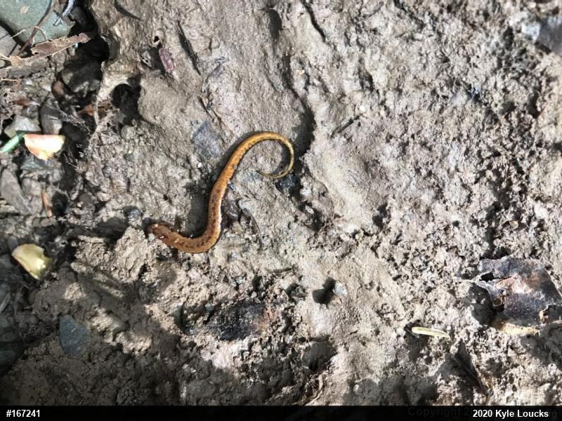 Allegheny Mountain Dusky Salamander