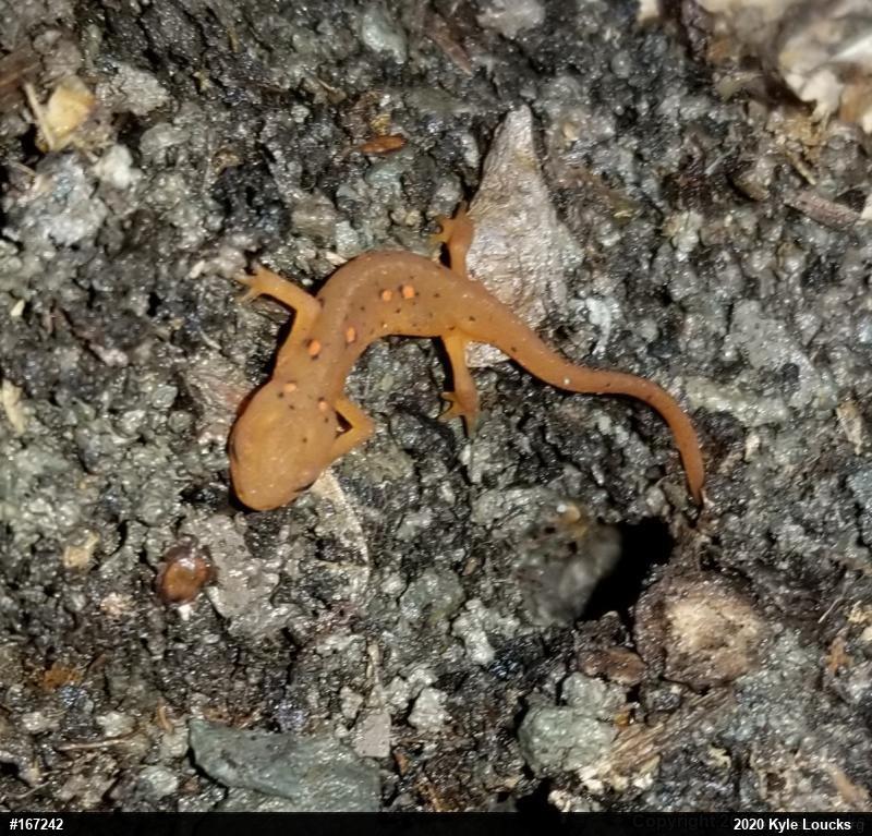 Red-spotted Newt
