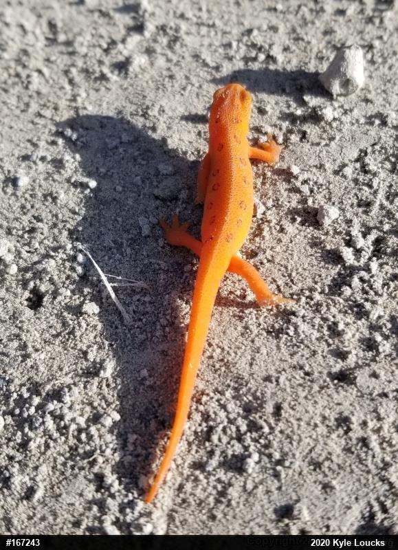 Red-spotted Newt