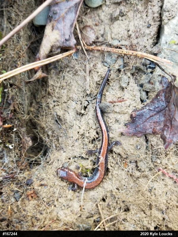 Eastern Red-backed  Salamander