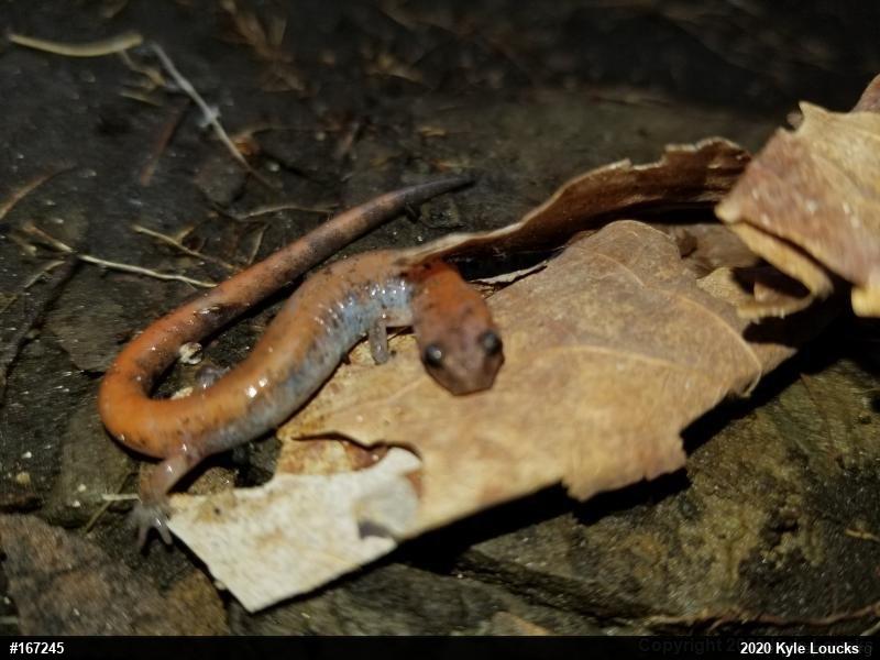 Eastern Red-backed  Salamander