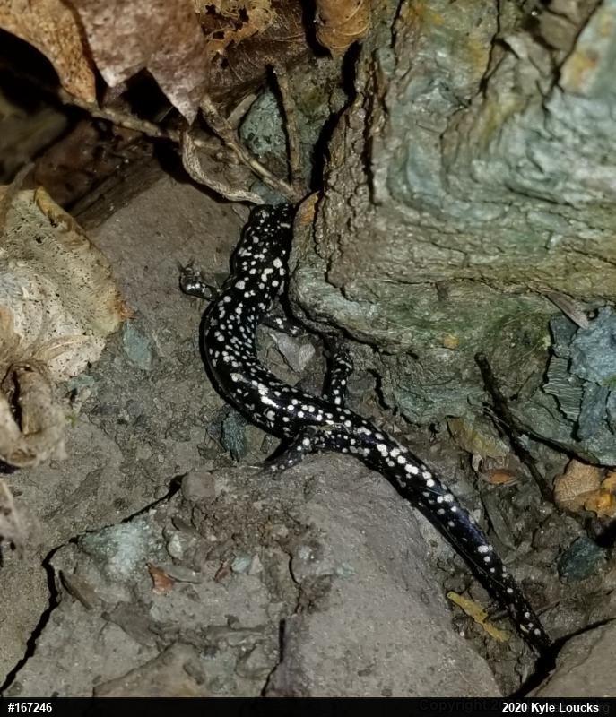 Northern Slimy Salamander
