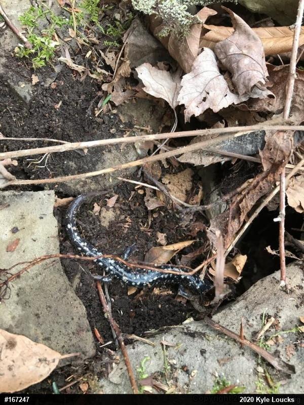 Northern Slimy Salamander