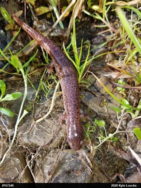 Northern Red Salamander