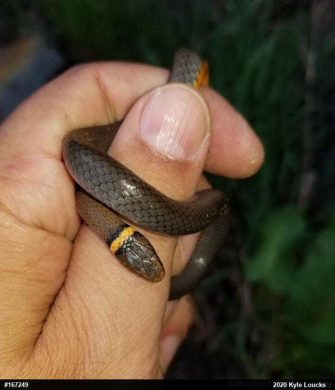 Northern Ring-necked Snake