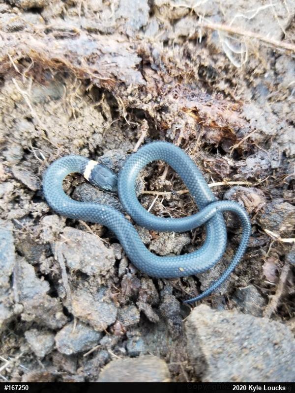 Northern Ring-necked Snake
