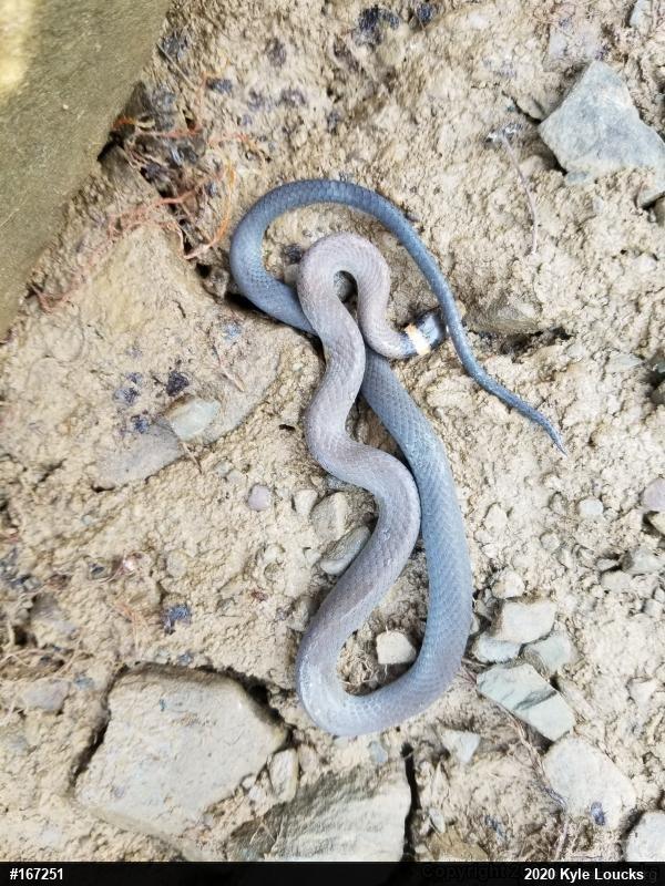 Northern Ring-necked Snake