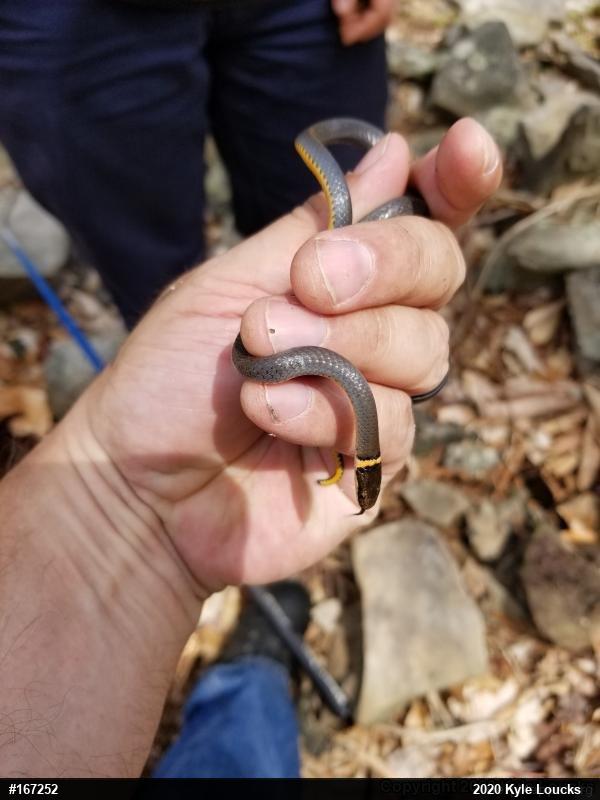Northern Ring-necked Snake