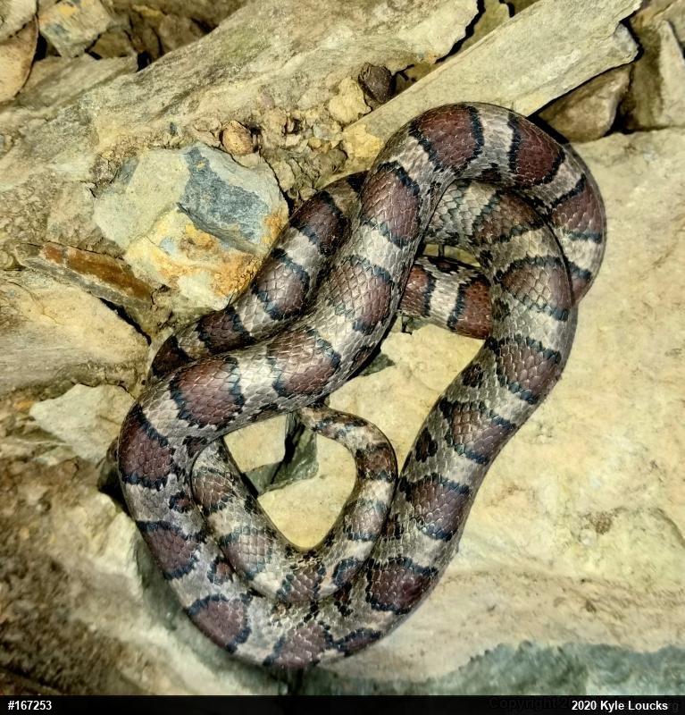Eastern Milksnake