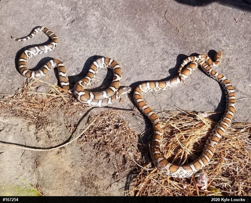 Eastern Milksnake