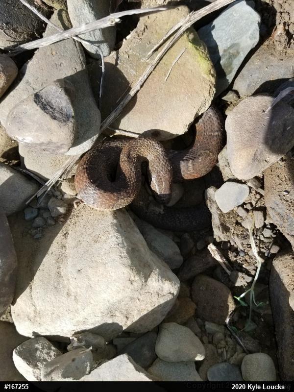Northern Watersnake