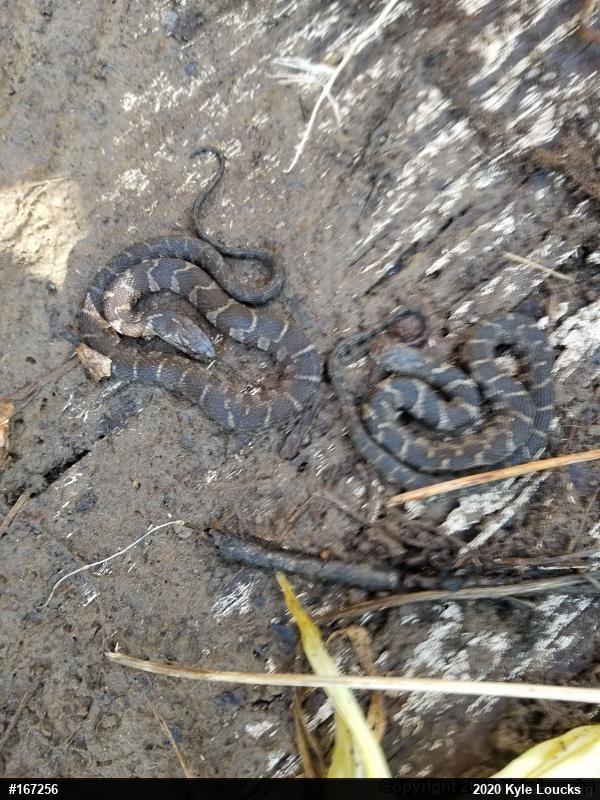 Northern Watersnake
