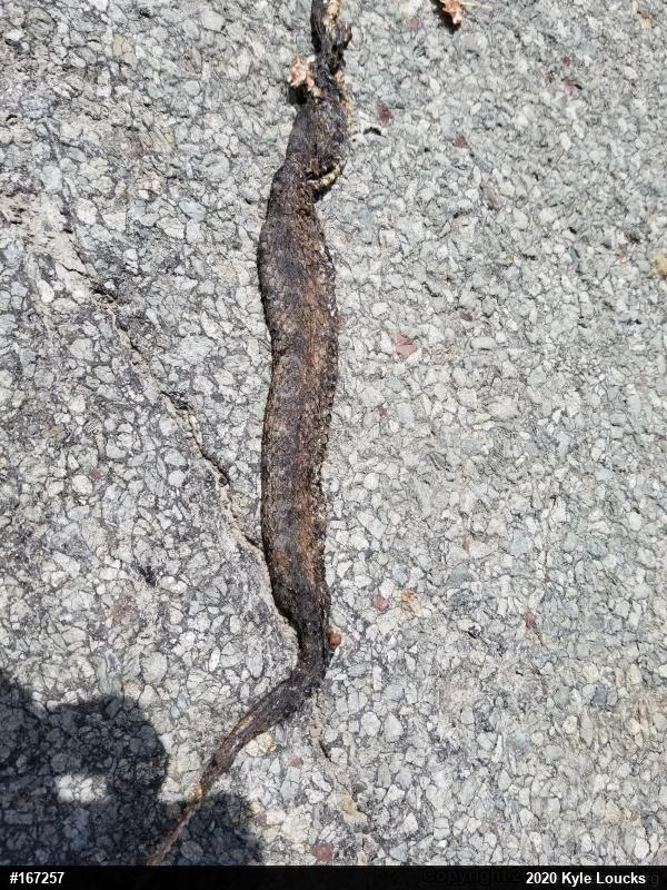 Timber Rattlesnake
