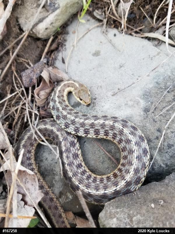 Eastern Gartersnake