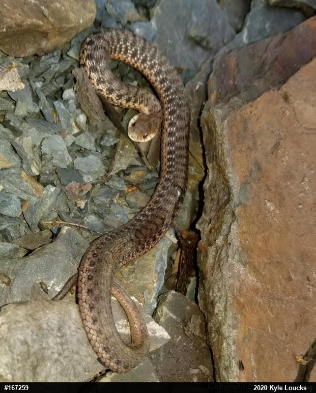 Eastern Gartersnake