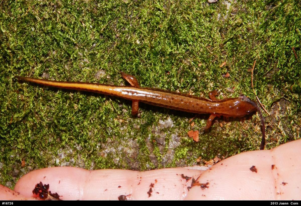 Northern Two-lined Salamander