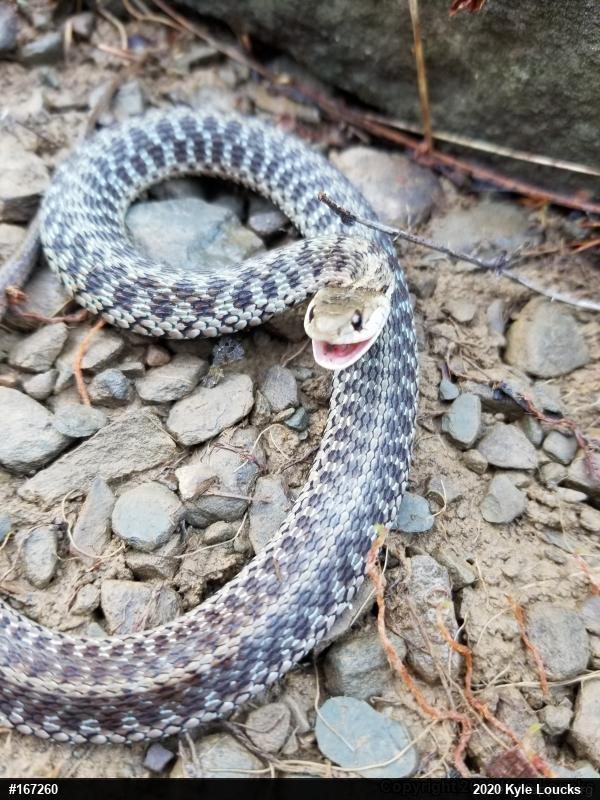 Eastern Gartersnake