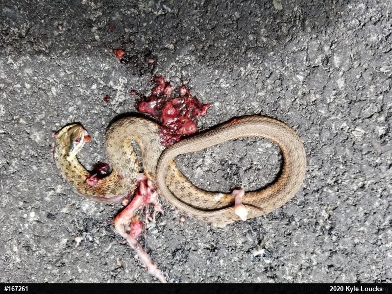 Eastern Gartersnake