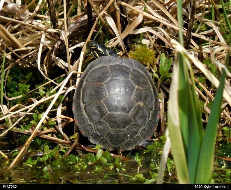 Midland Painted Turtle