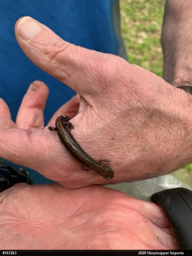 Eastern Red-backed  Salamander