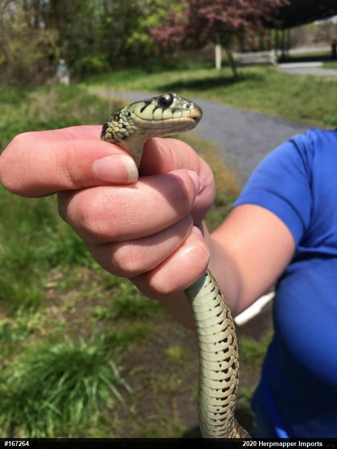 Eastern Gartersnake