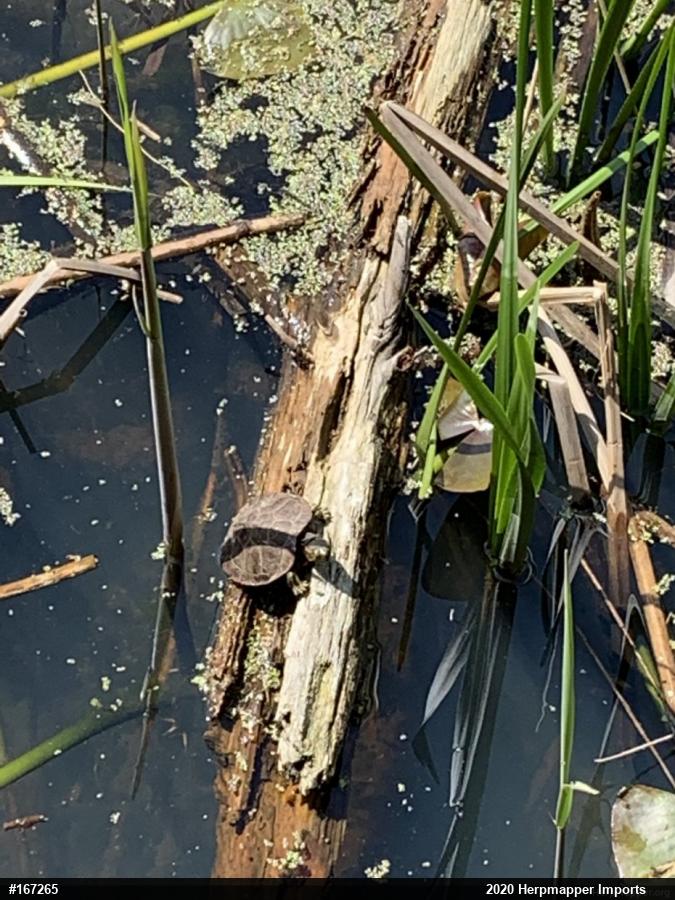 Red-eared Slider