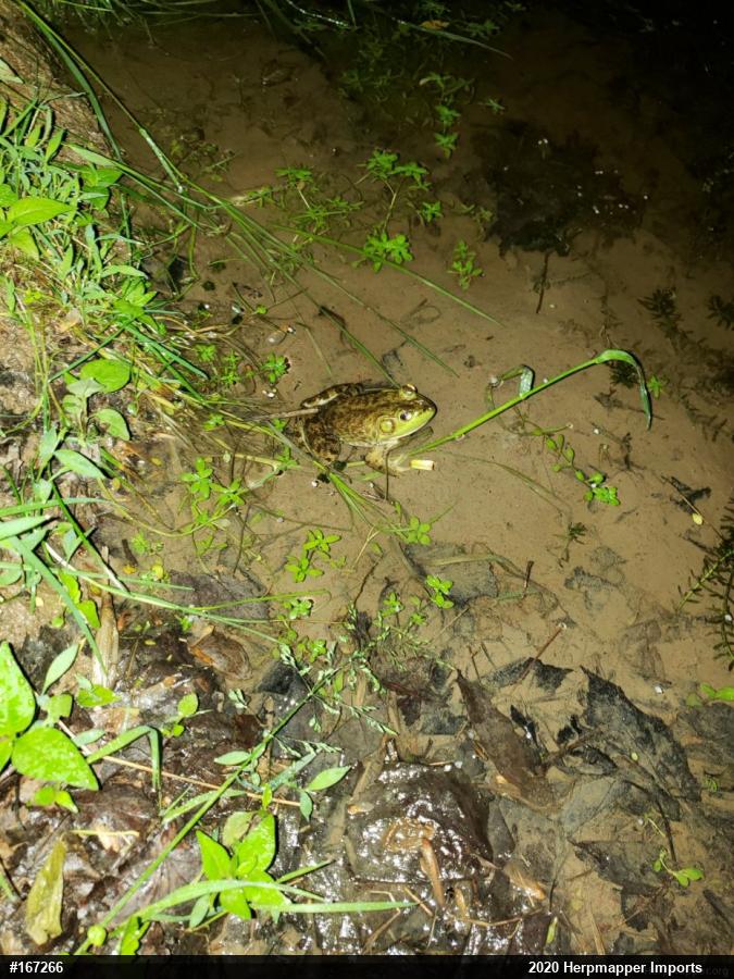 American Bullfrog