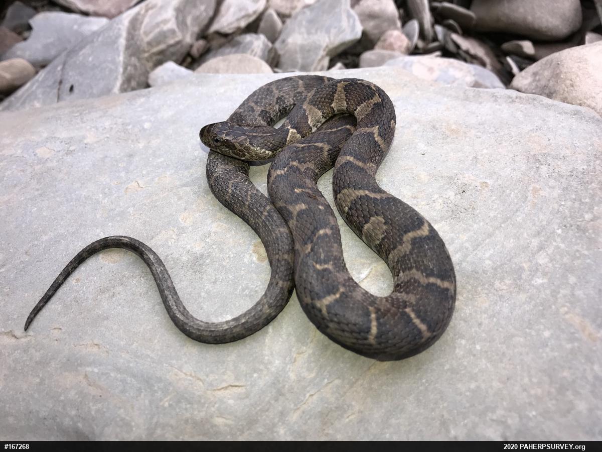 Northern Watersnake