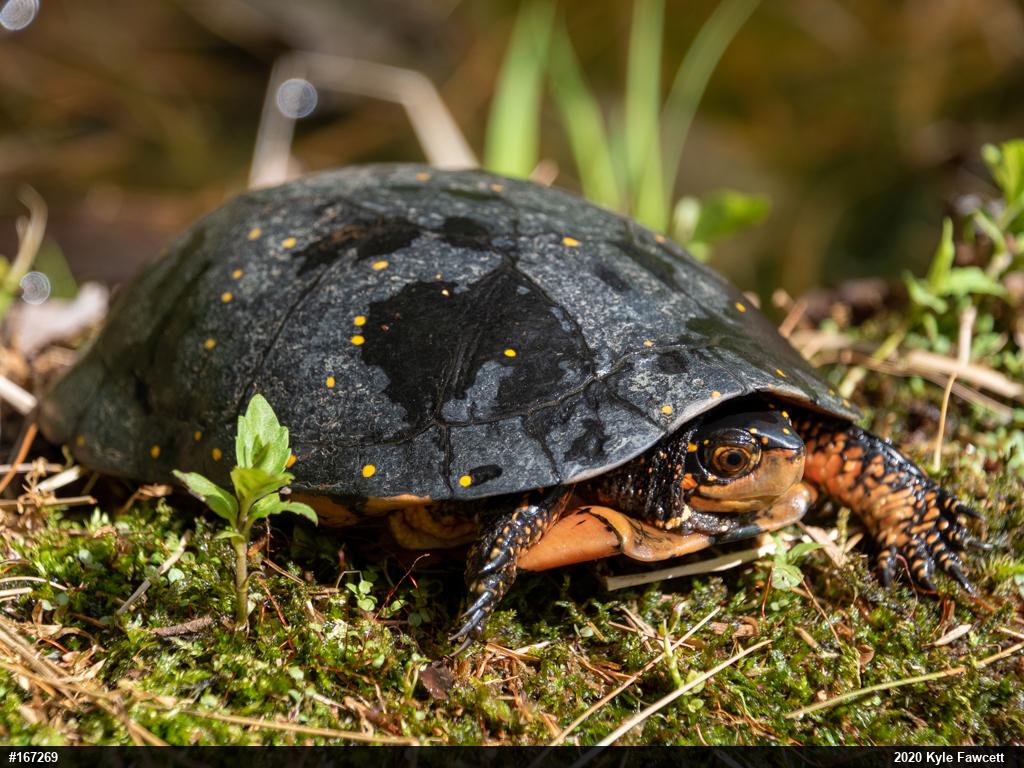 Spotted Turtle