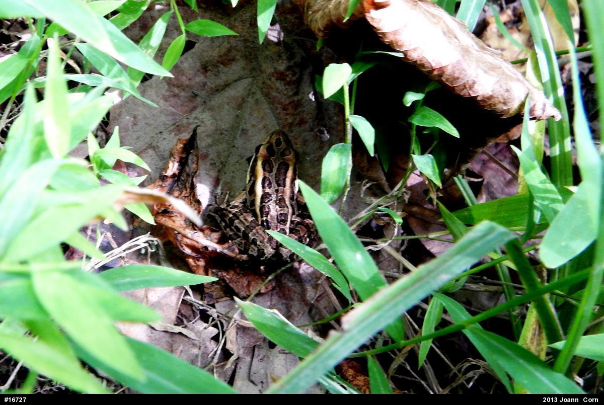 Pickerel Frog