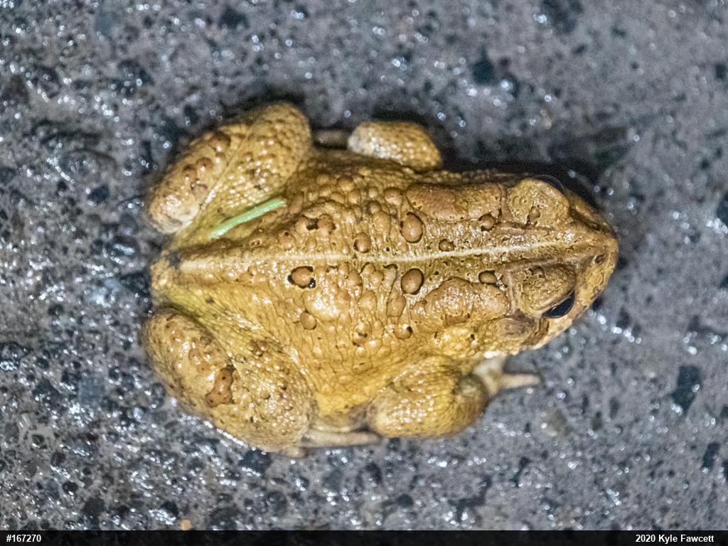 Eastern American Toad