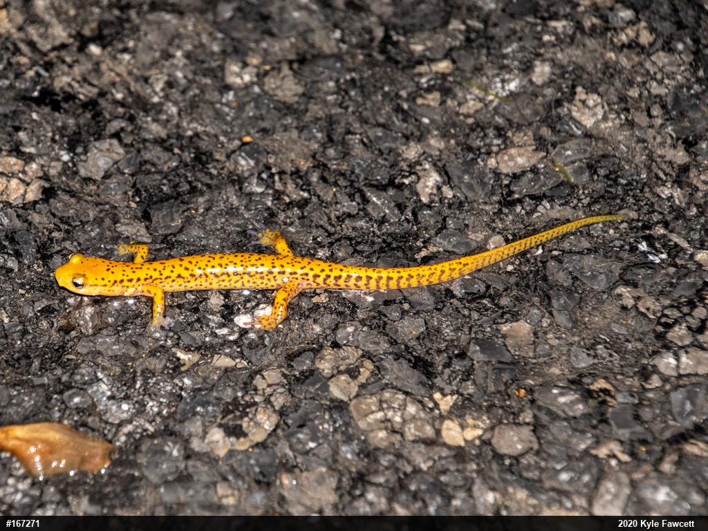 Eastern Long-tailed Salamander