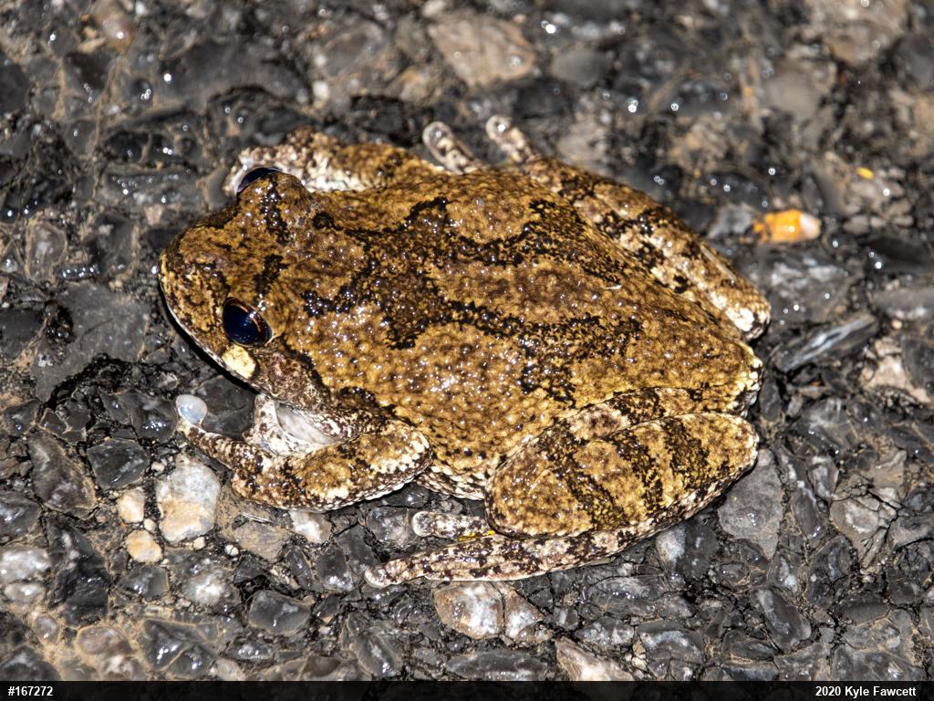 Unknown Gray Treefrog