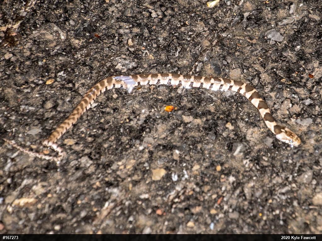 Northern Watersnake