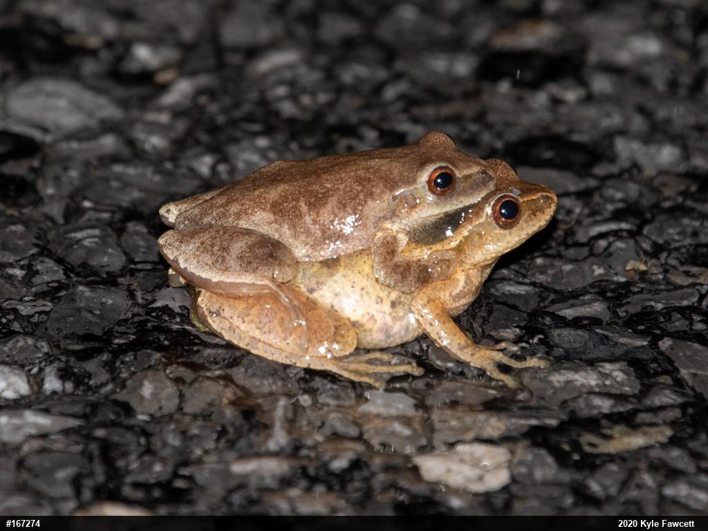 Spring Peeper