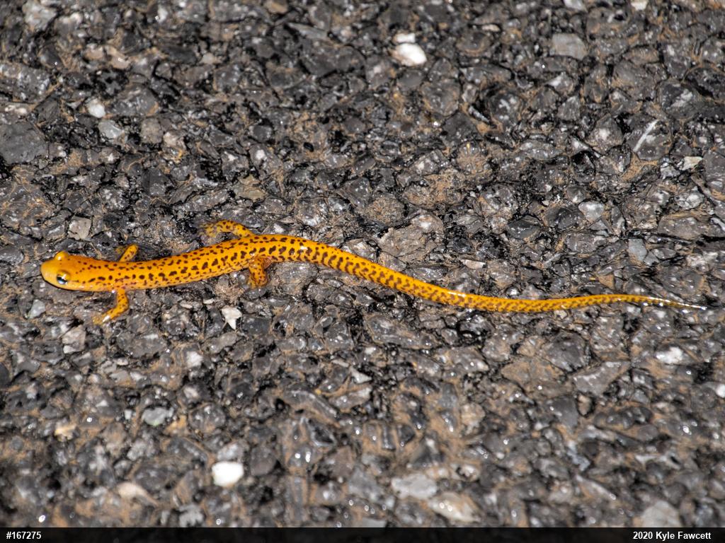 Eastern Long-tailed Salamander