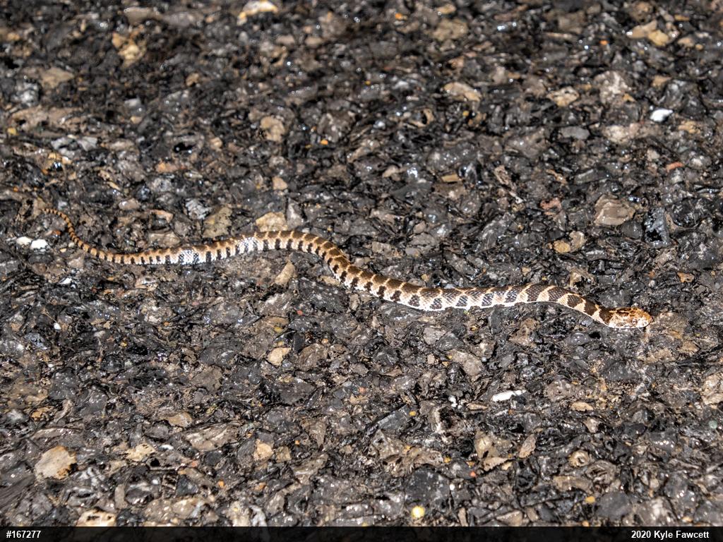 Northern Watersnake