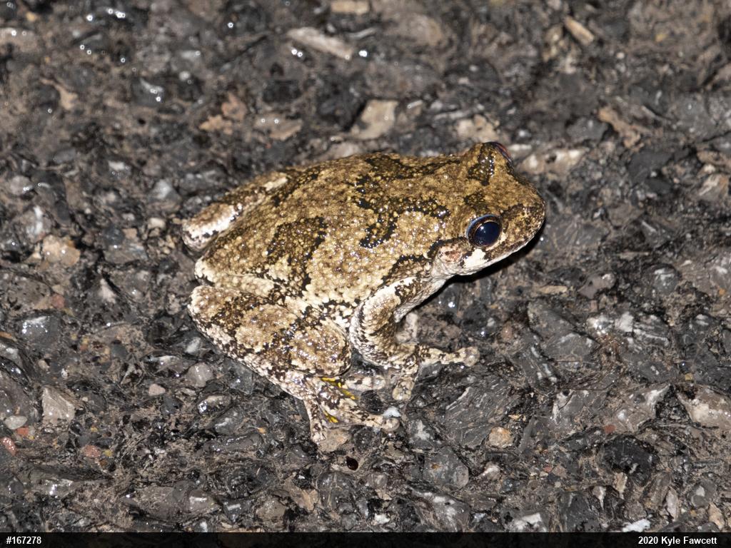 Unknown Gray Treefrog