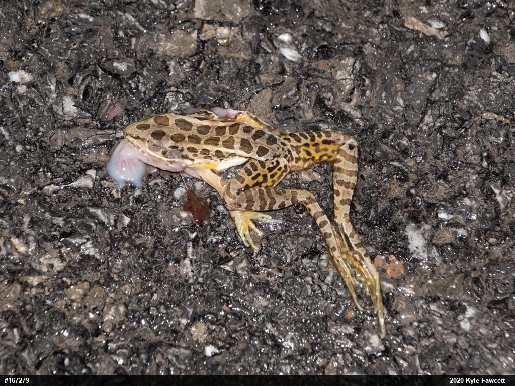 Pickerel Frog