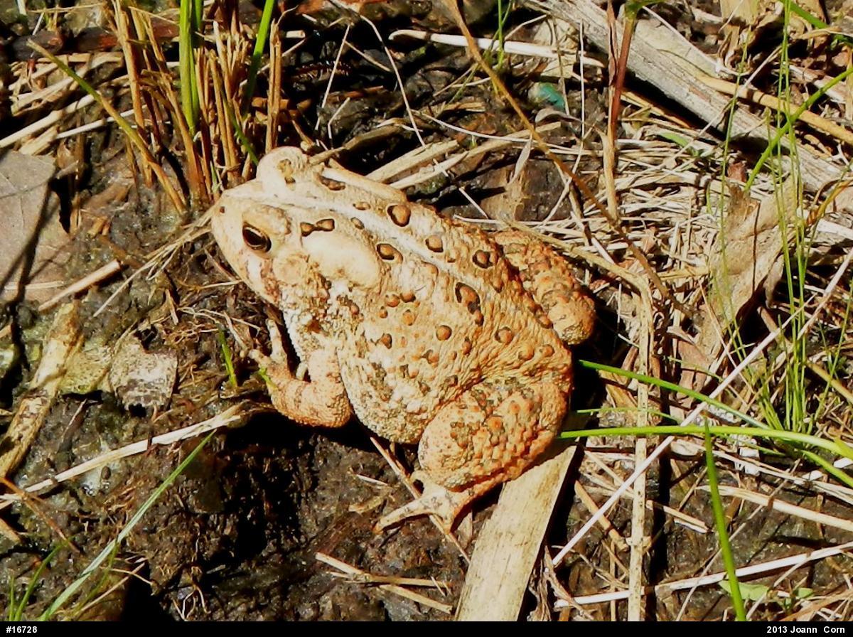 Eastern American Toad