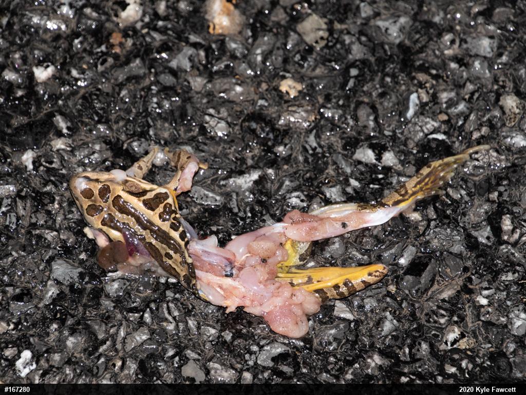 Pickerel Frog