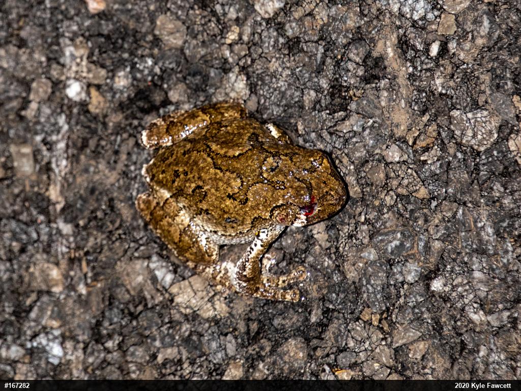 Unknown Gray Treefrog