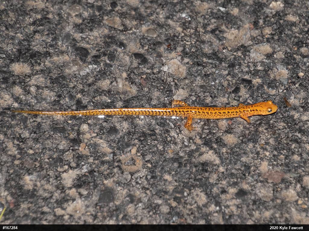 Eastern Long-tailed Salamander