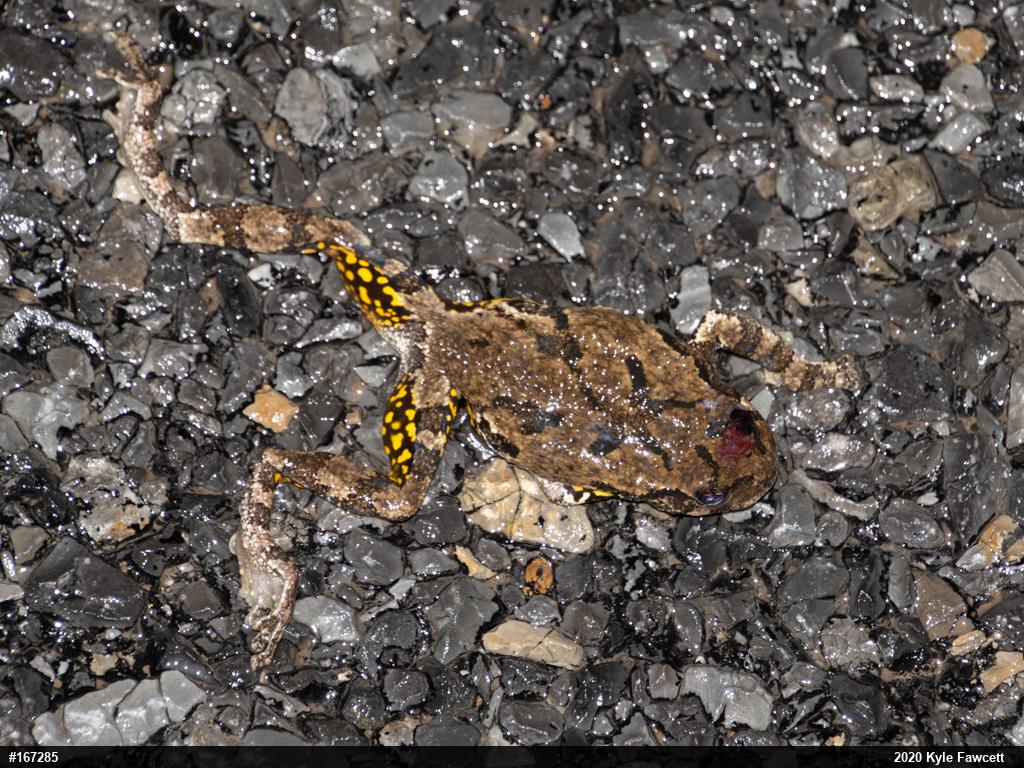 Unknown Gray Treefrog