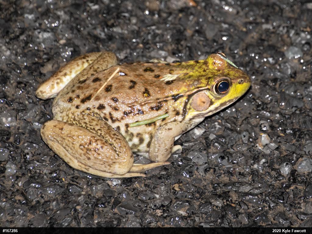 Green Frog