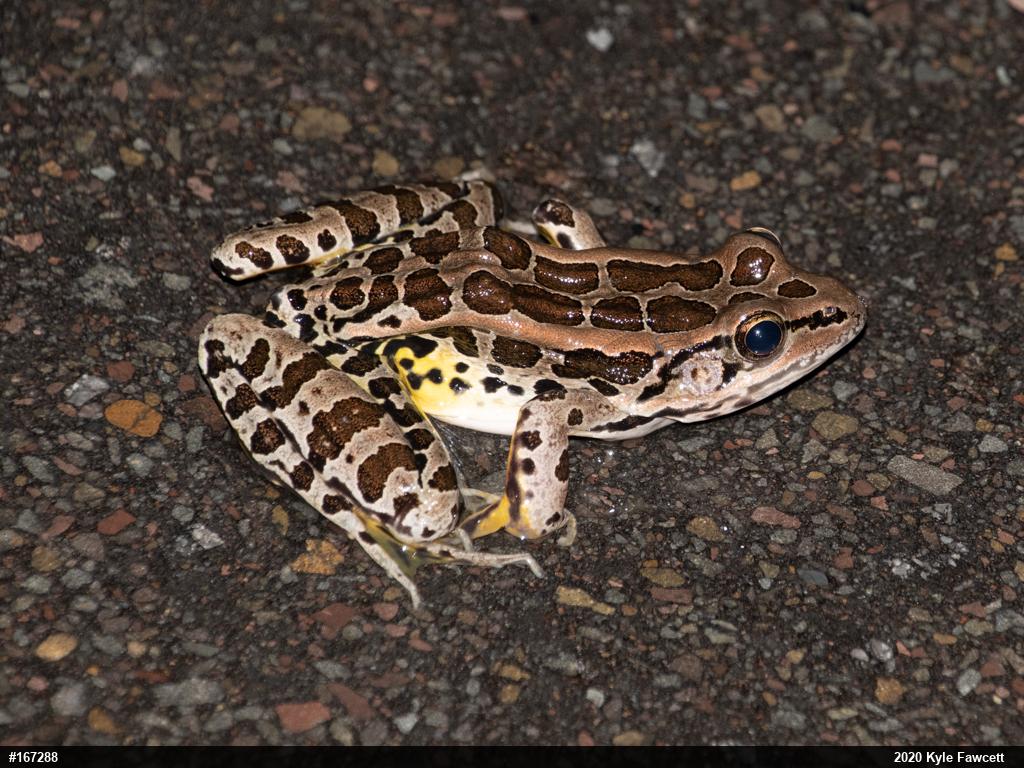 Pickerel Frog
