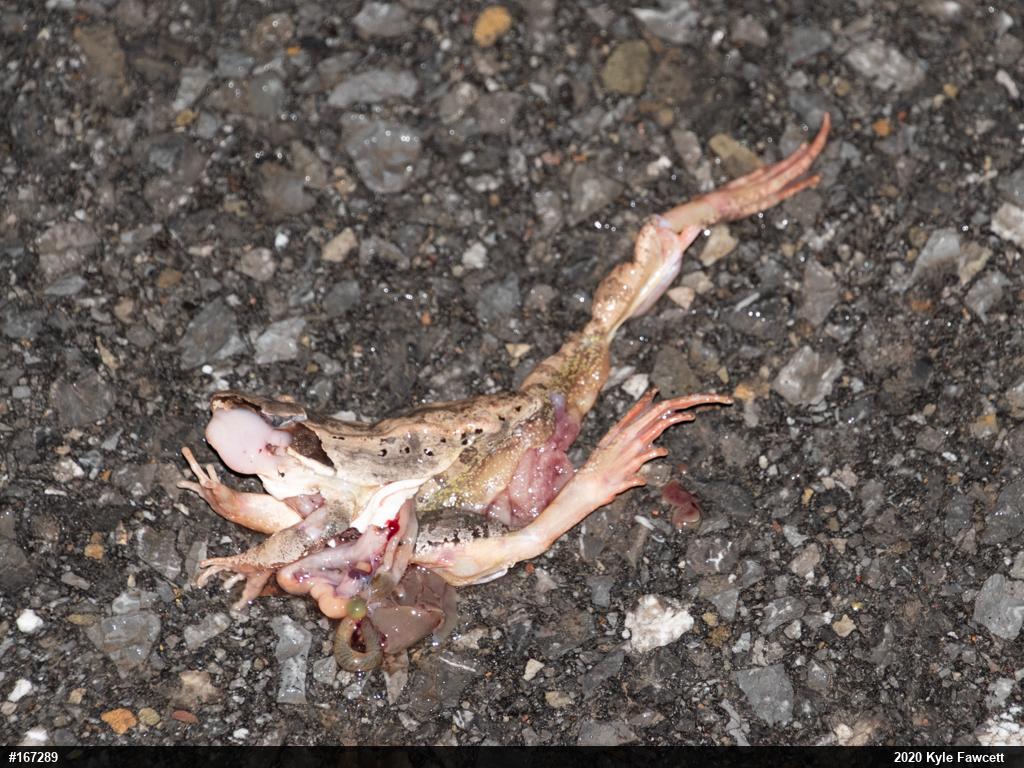 Wood Frog