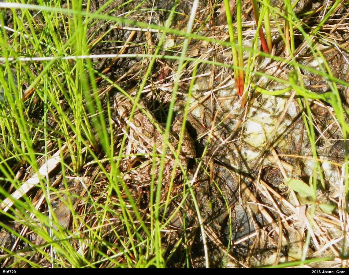 Pickerel Frog