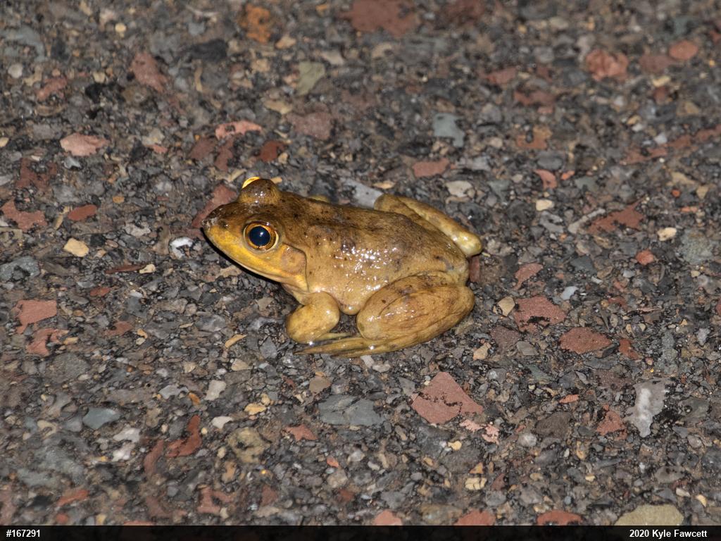 American Bullfrog